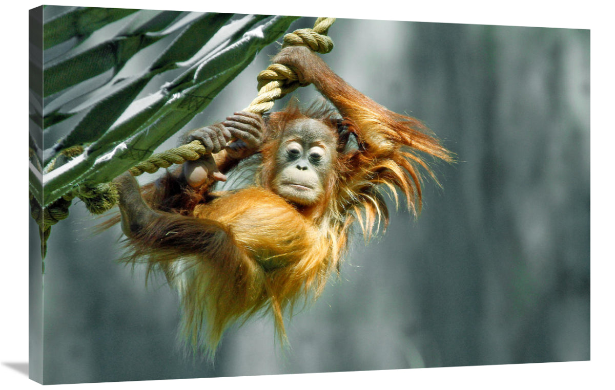 Global Gallery GCS-486595-36-142 36 in. Look What I Can Do Art Print -