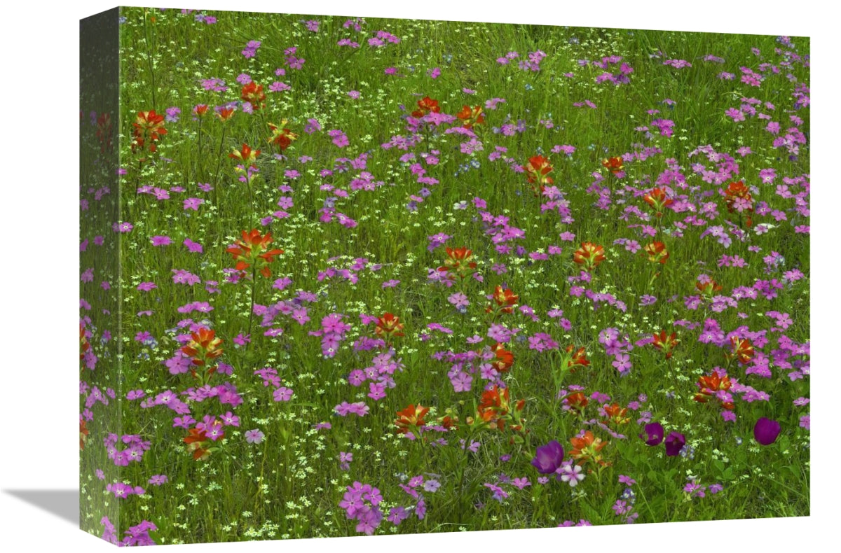 Global Gallery GCS-396732-1216-142 12 x 16 in. Pointed Phlox & Indian